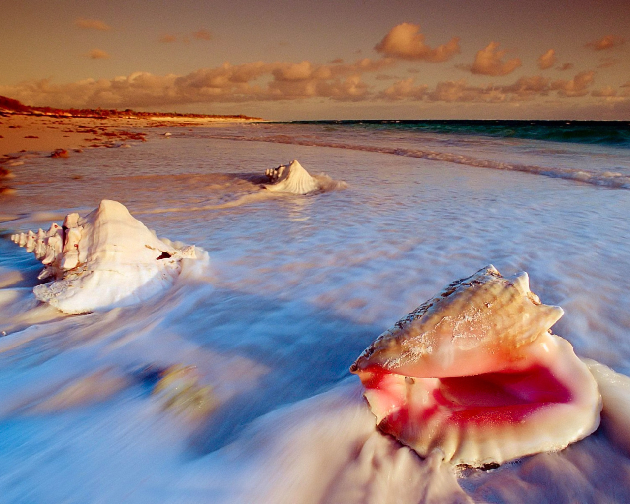 Ракушки на пляже