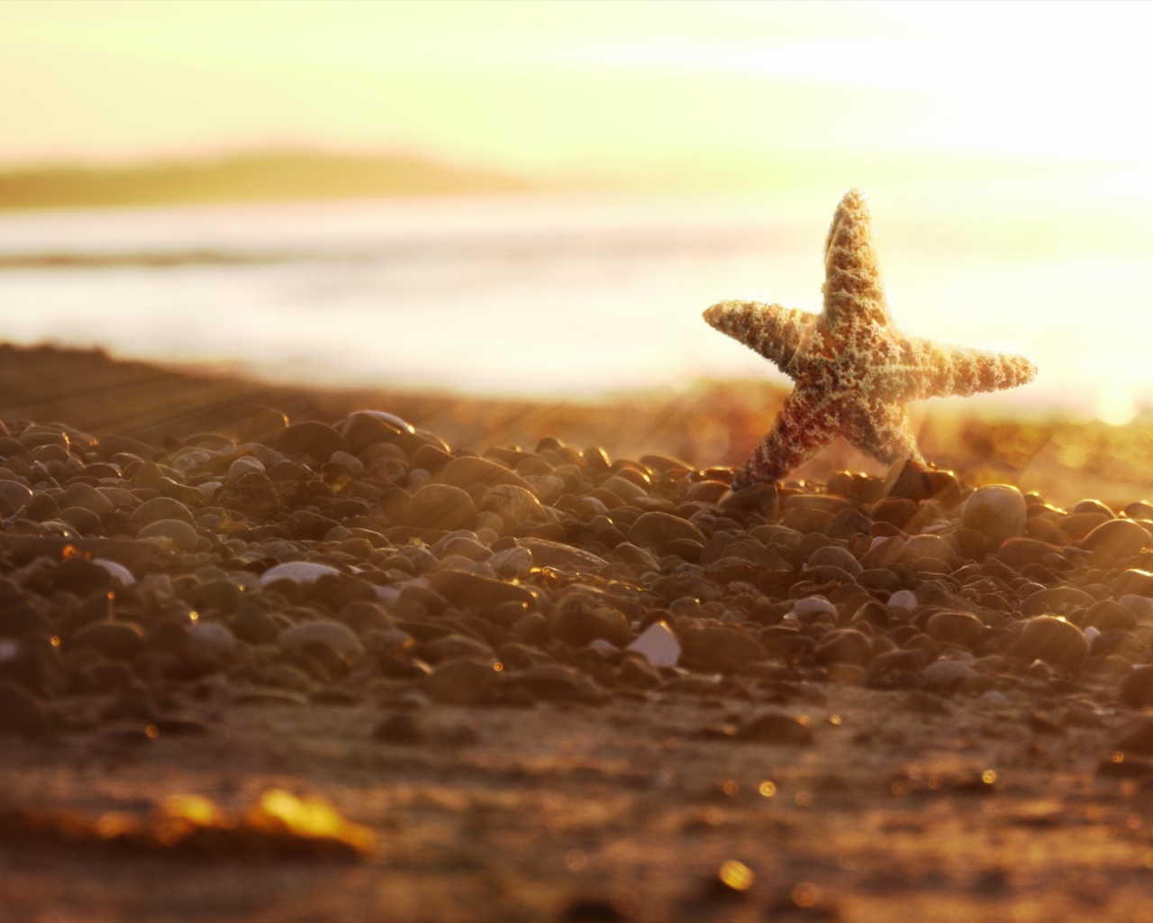 Морская звезда на камнях