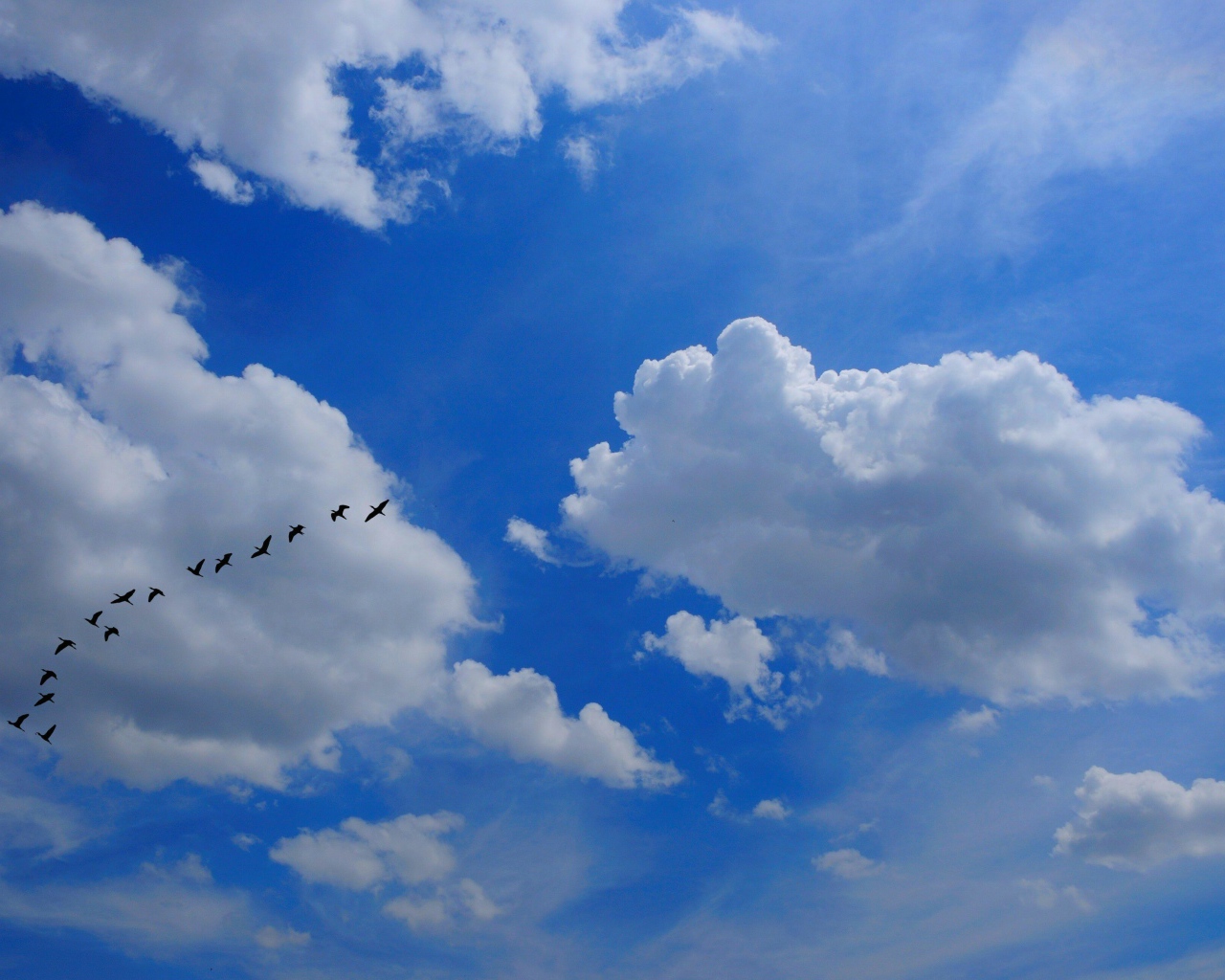 Стая птиц в облаках