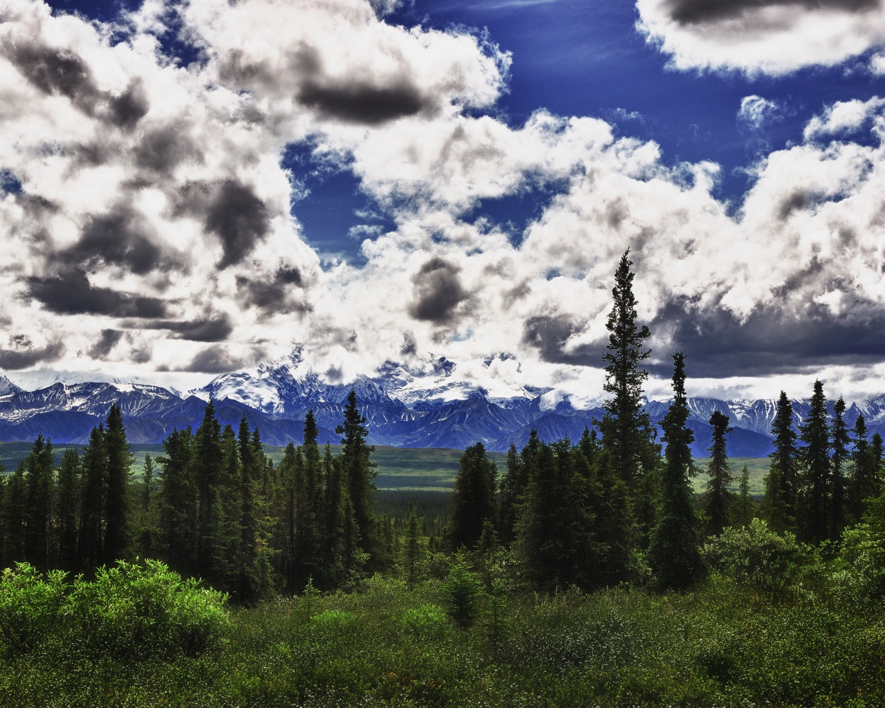 Красивые облака над лесом