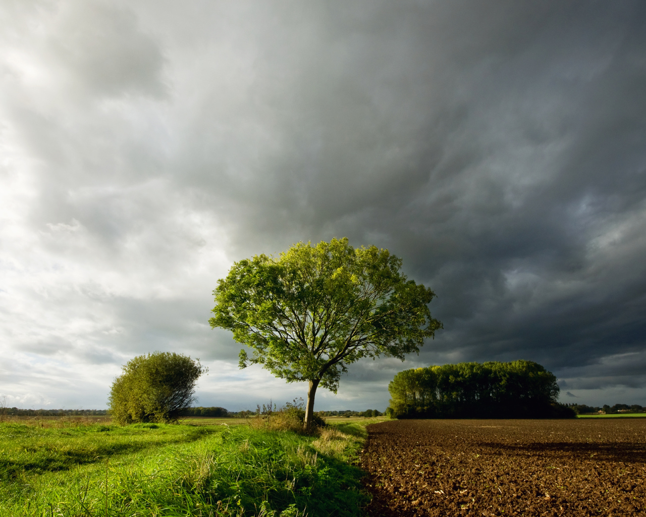 Дерево под темными облаками