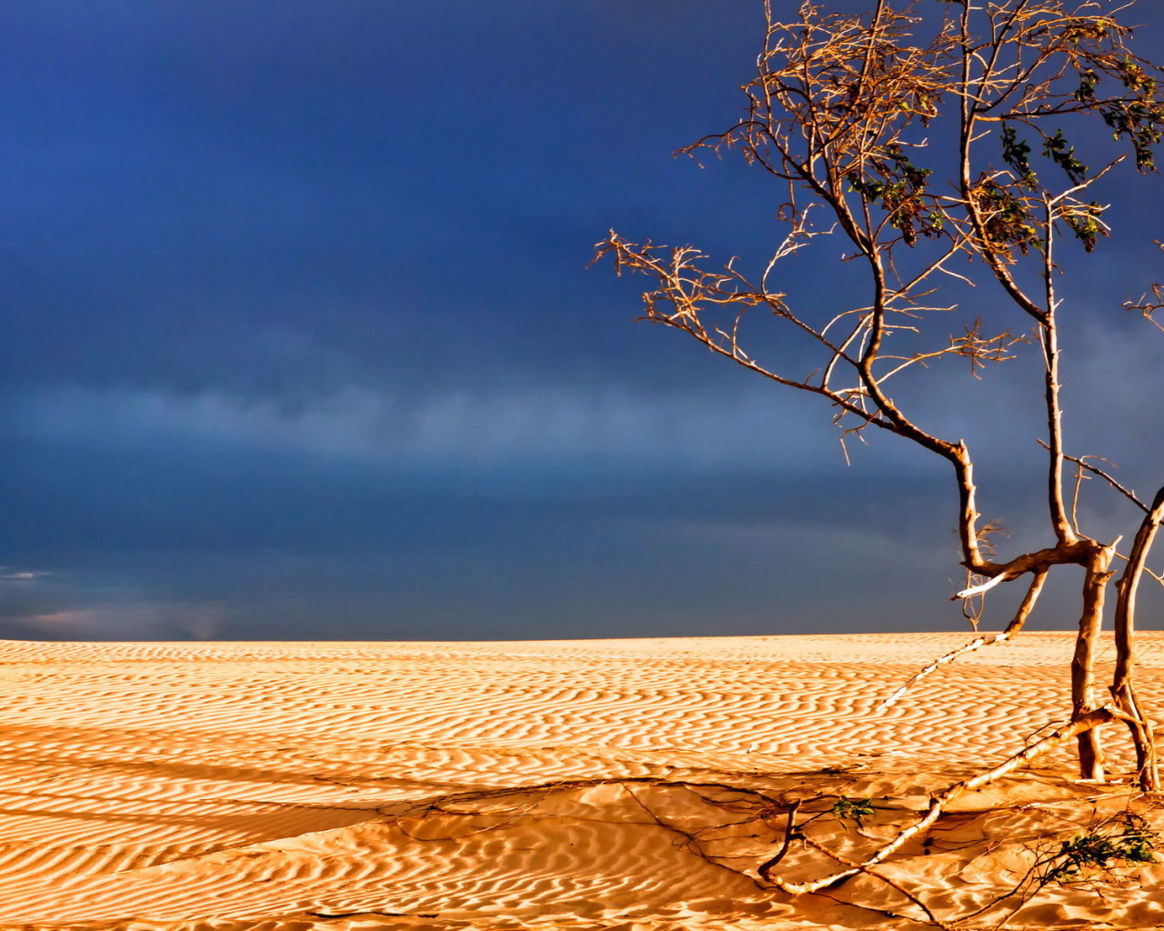 Мертвое дерево в пустыне