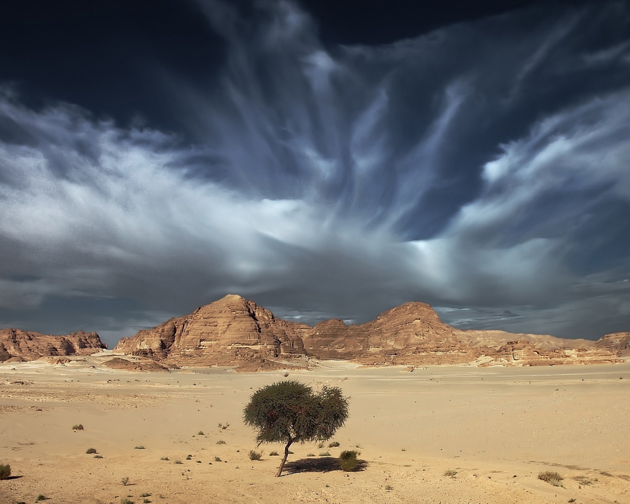 Одинокое дерево в пустыне