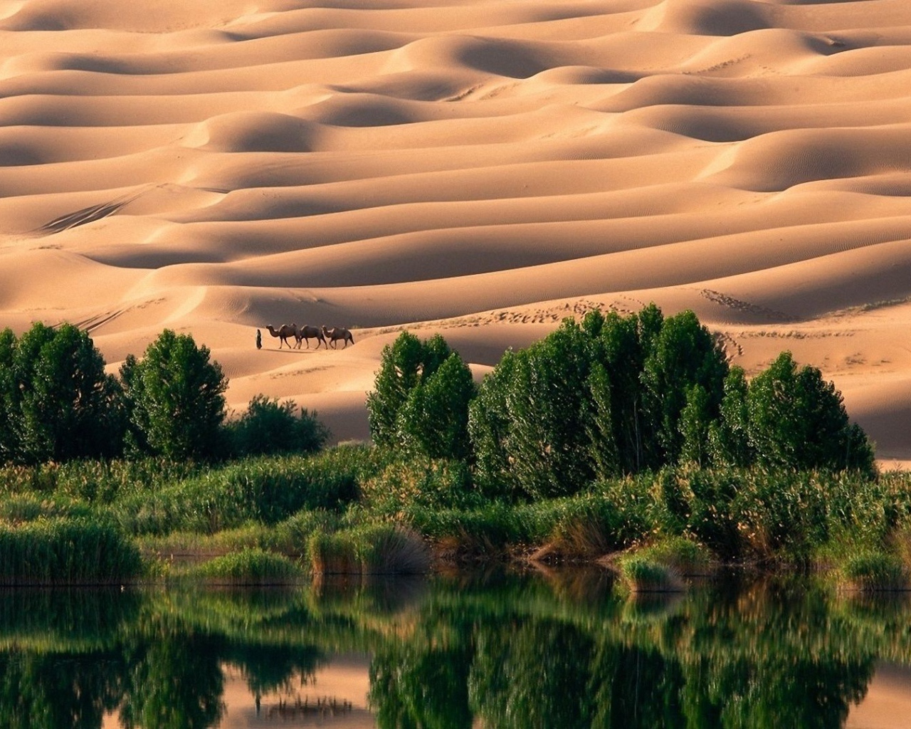 Оазис в пустыне