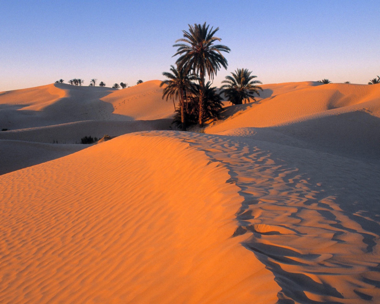 Пальмы в песке пустыни