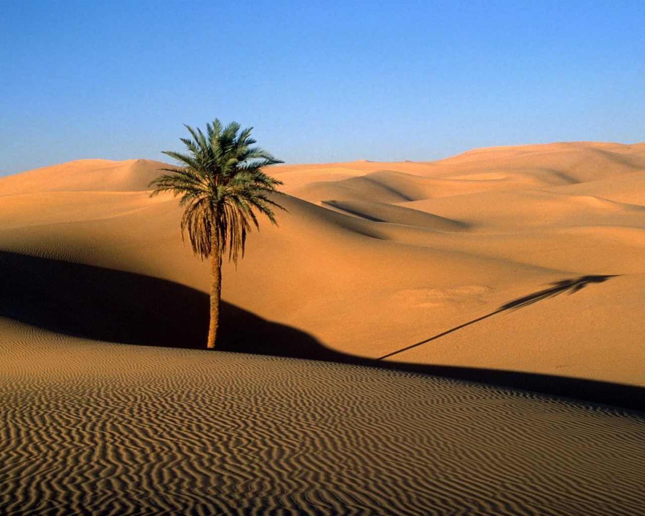 The tree in the desert
