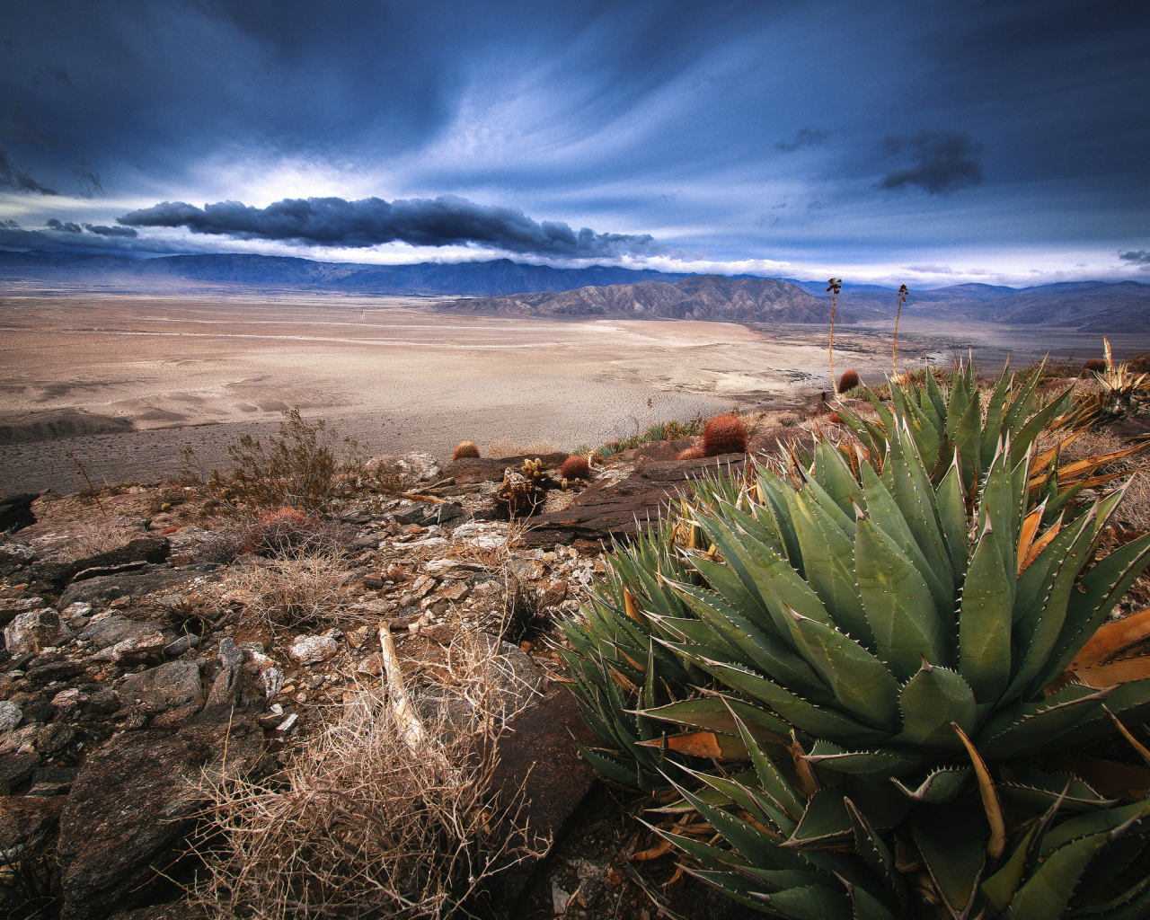 Растительность в пустыне
