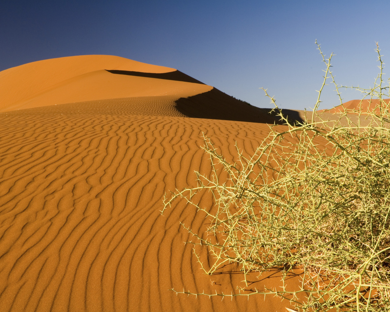 Дикая пустынная колючка