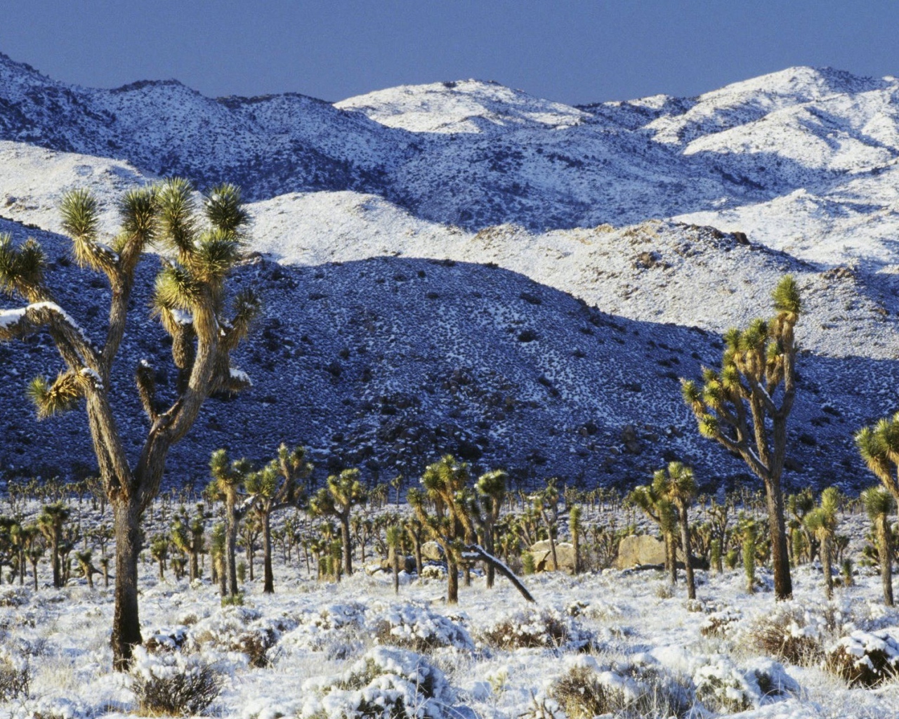 	   Snow-covered desert