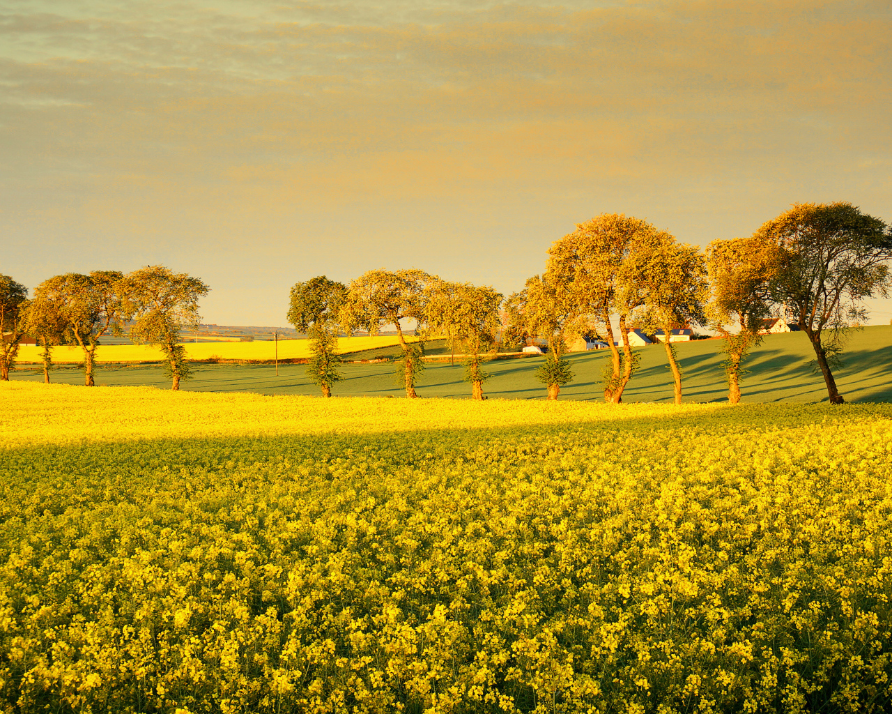 Деревья среди поля