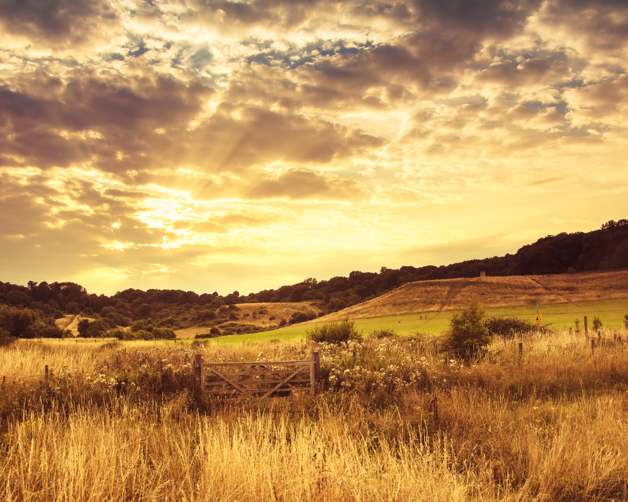 Красивое поле вечером