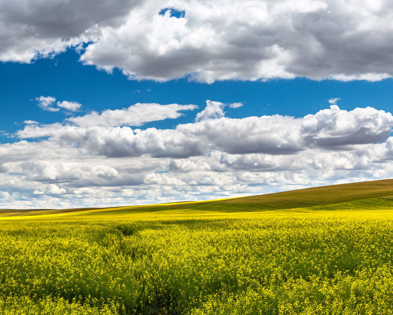 Красивое поле в ясный день