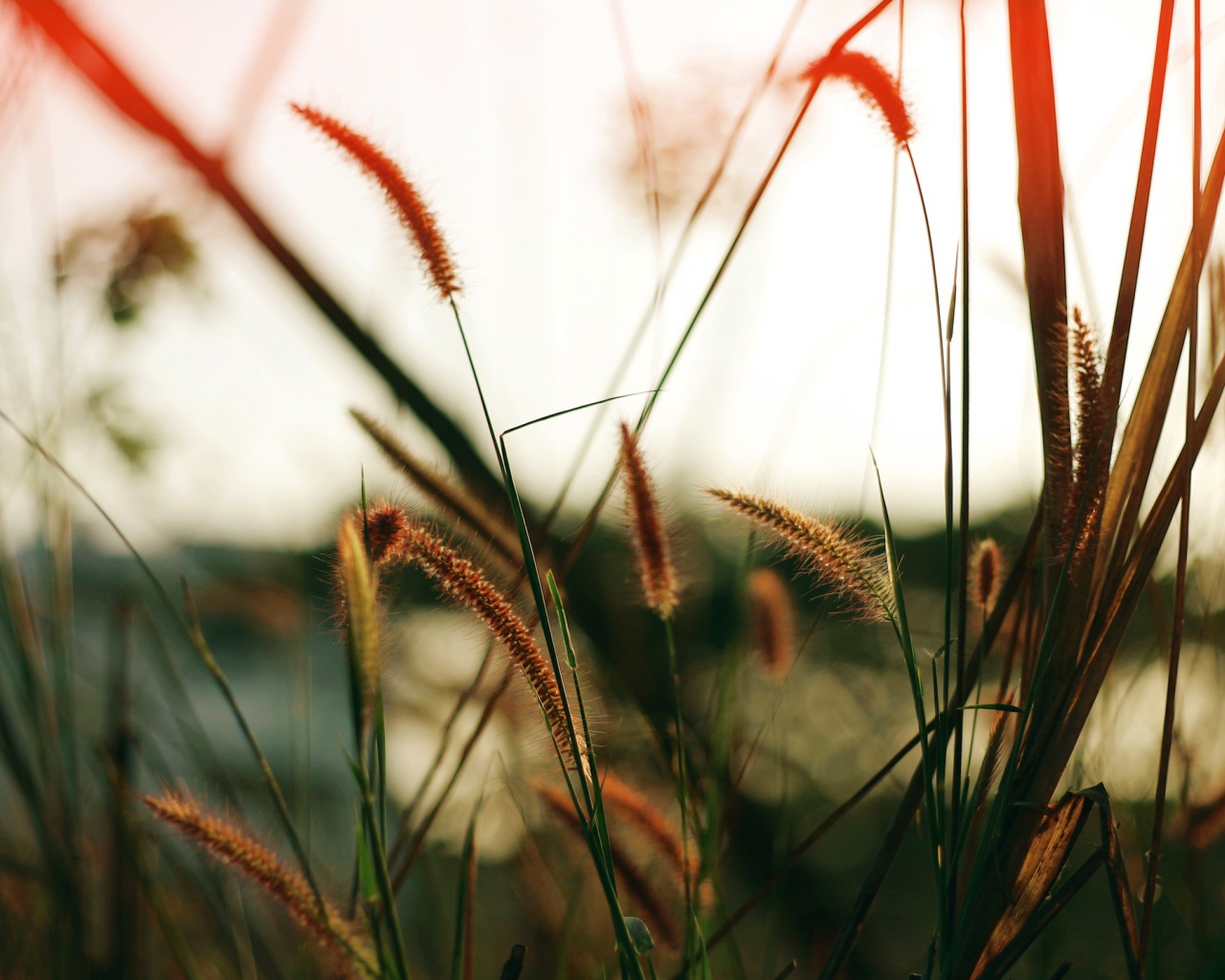 Близкое поле