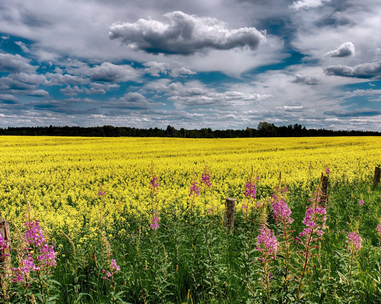 Облака над полем
