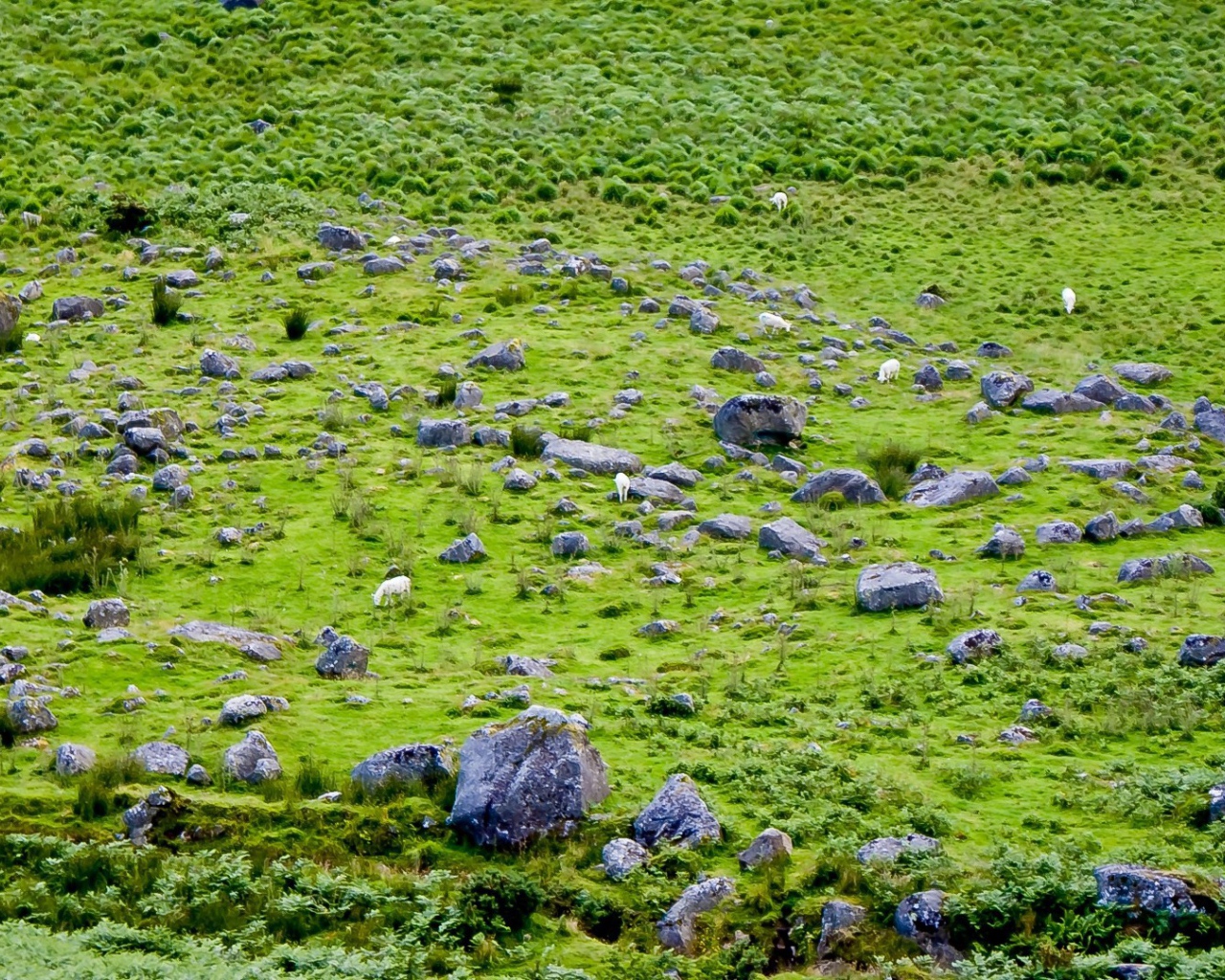 Английская природа