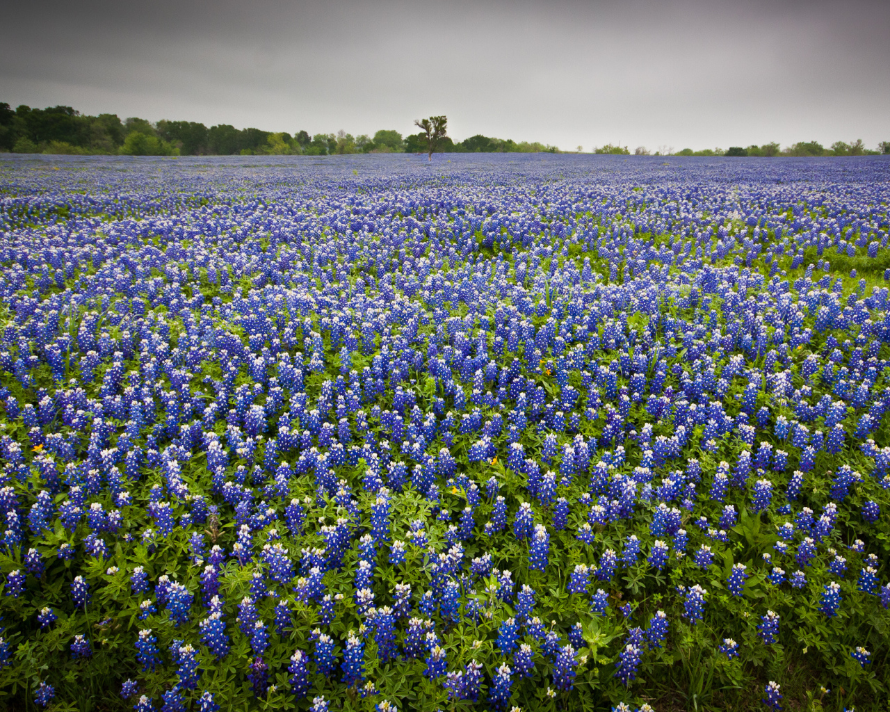 Поле люпина