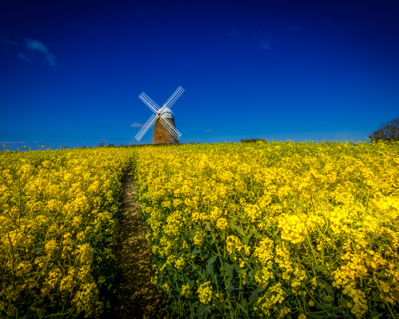 Поле желтых цветов