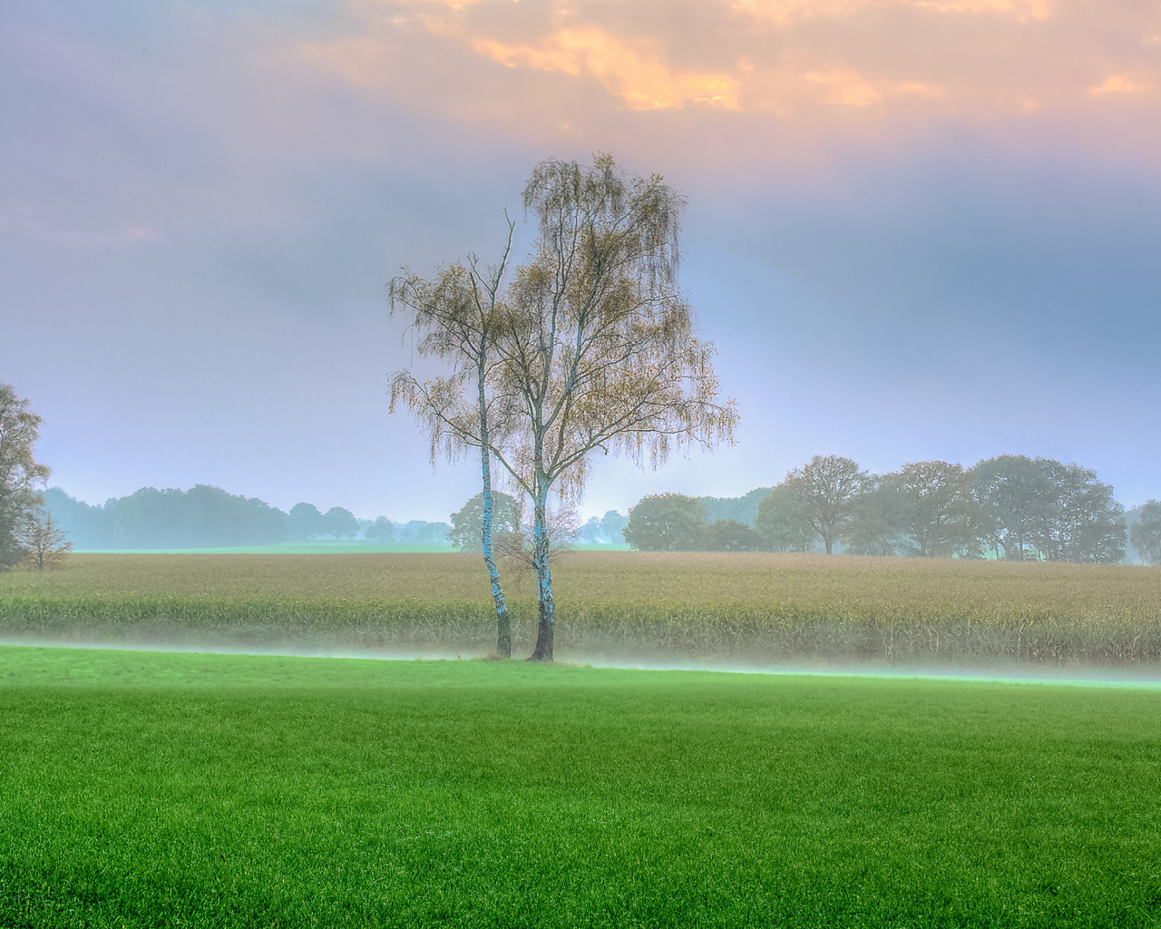 Туман над полем