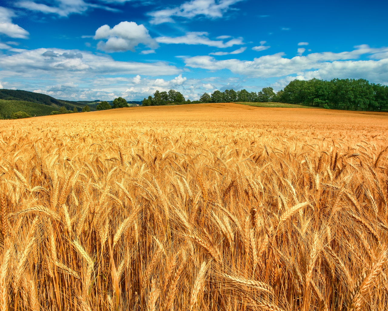 Золотое пшеничное поле