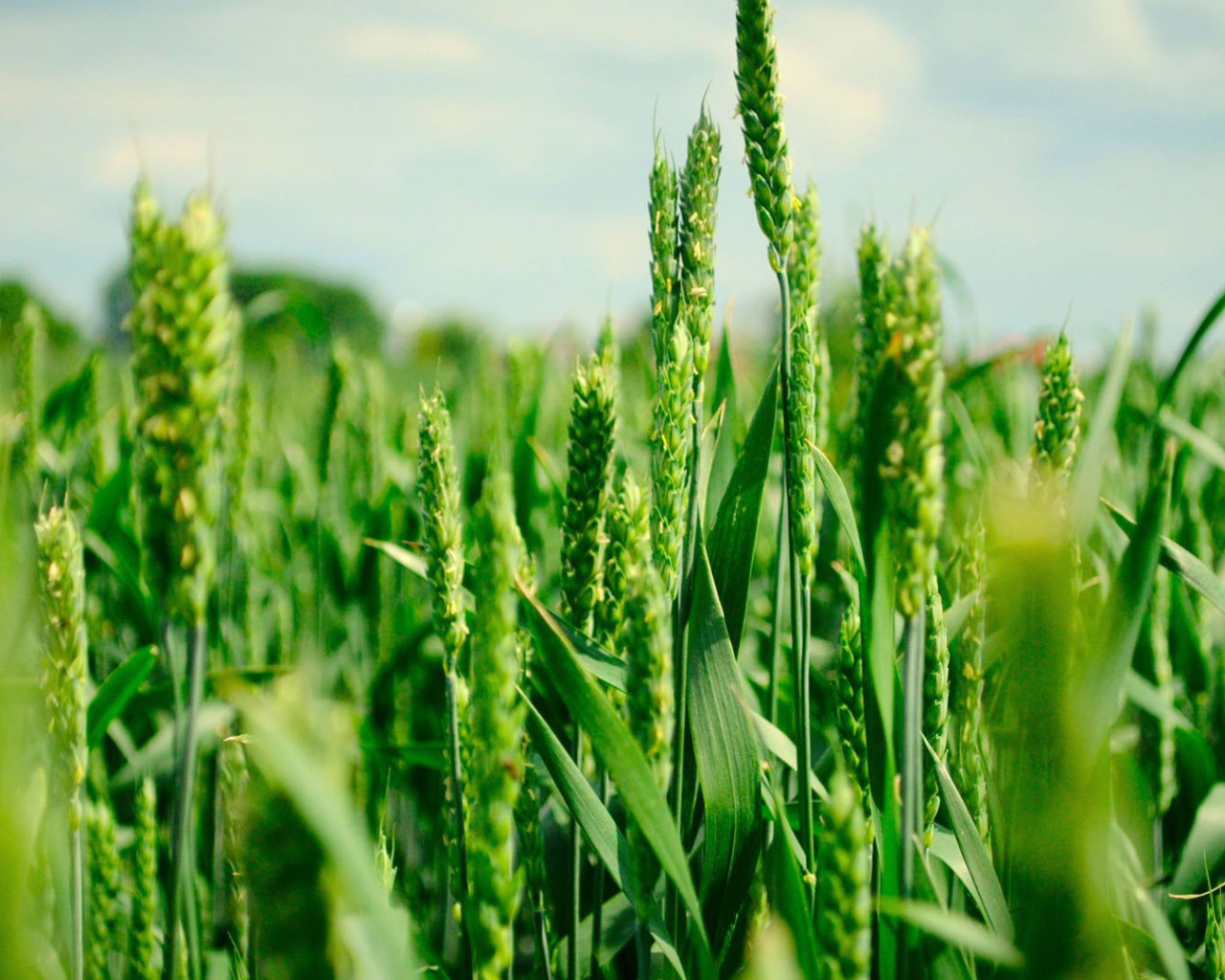 Зеленые колоски пшеницы