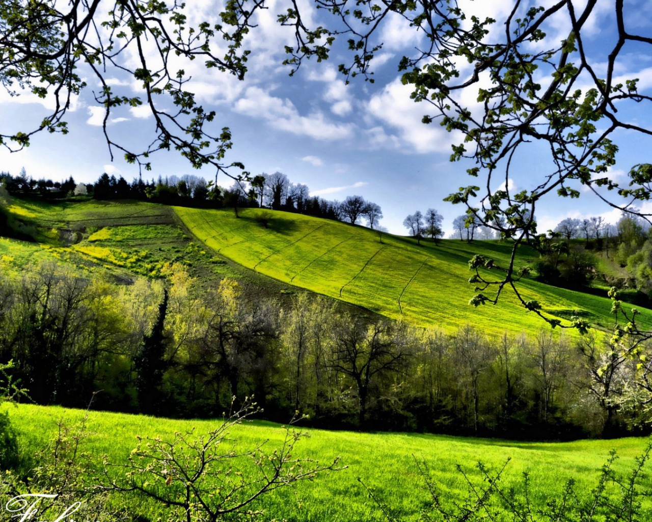 Зеленые весенние луга