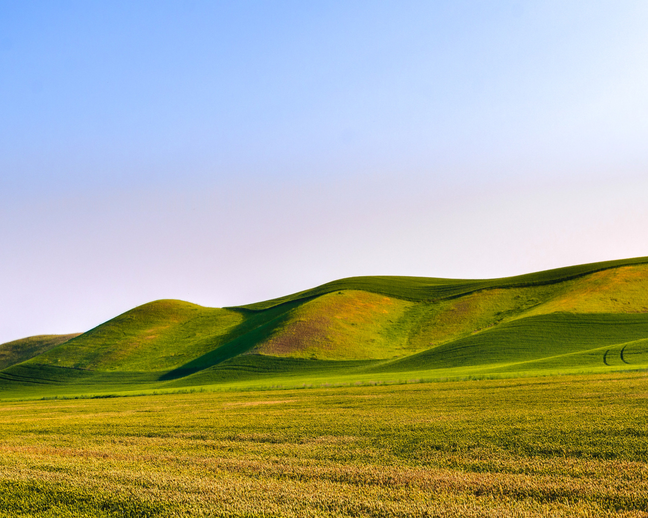 Зелёные волнистые поля