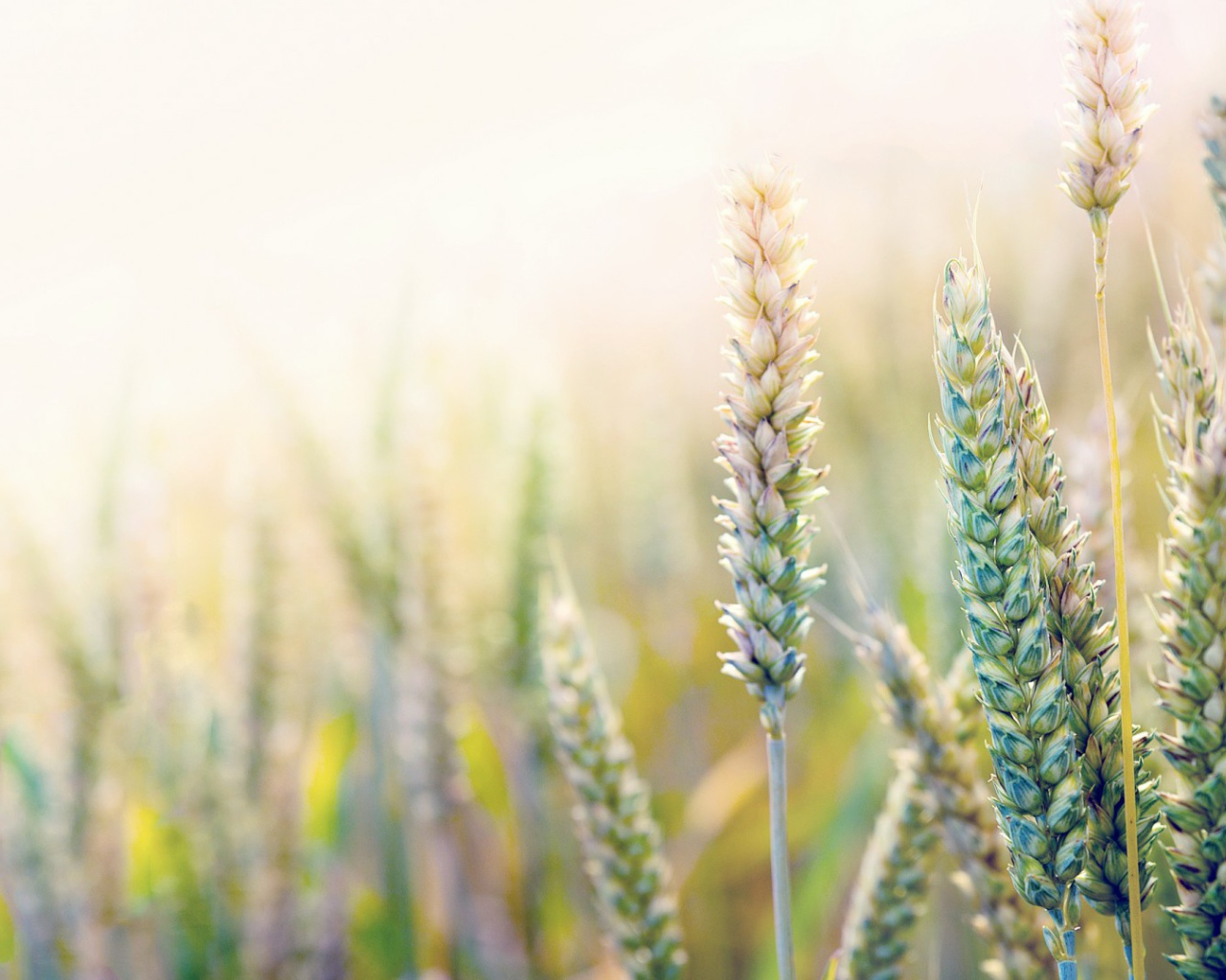 Незрелая пшеница