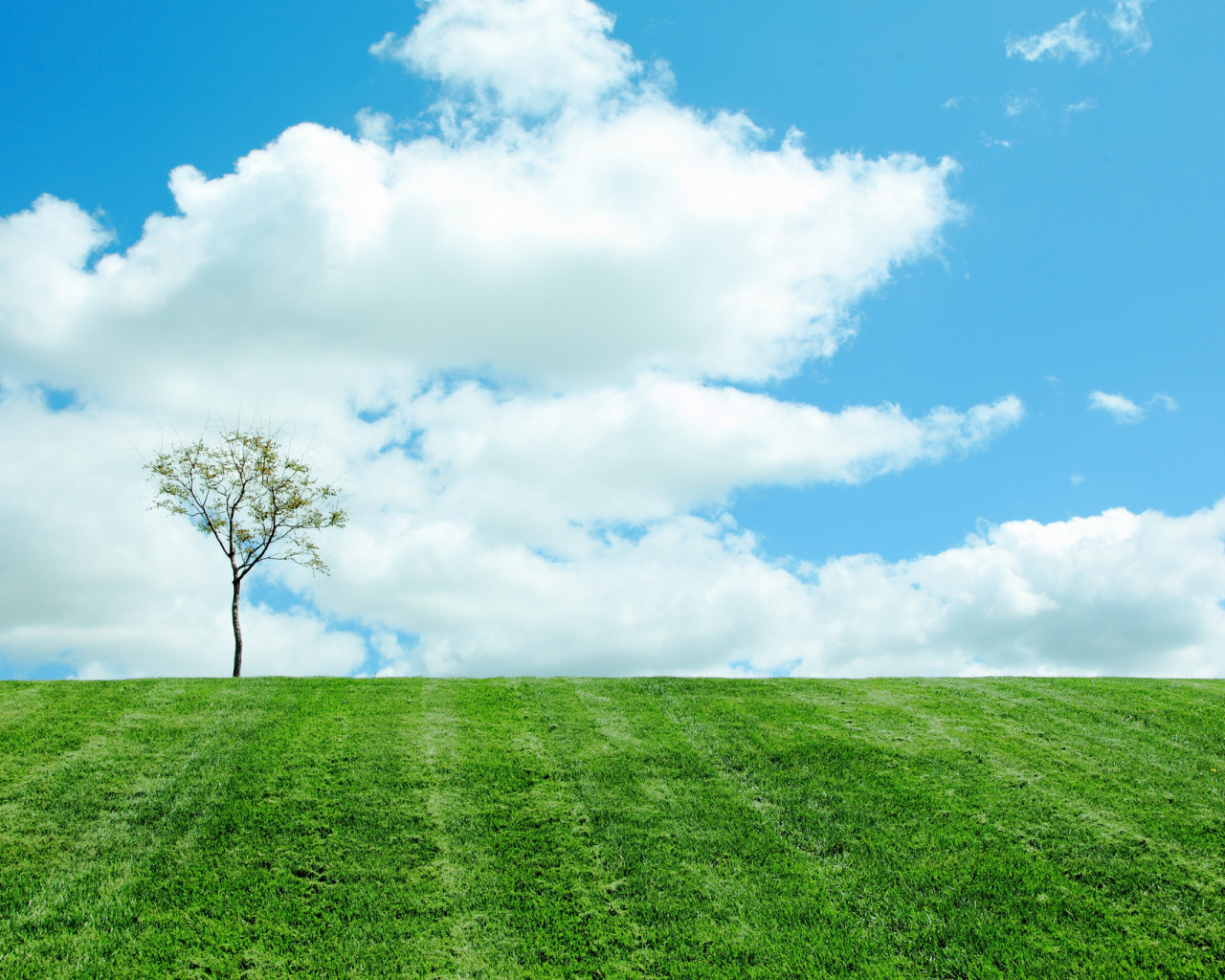 Одинокое дерево на поле