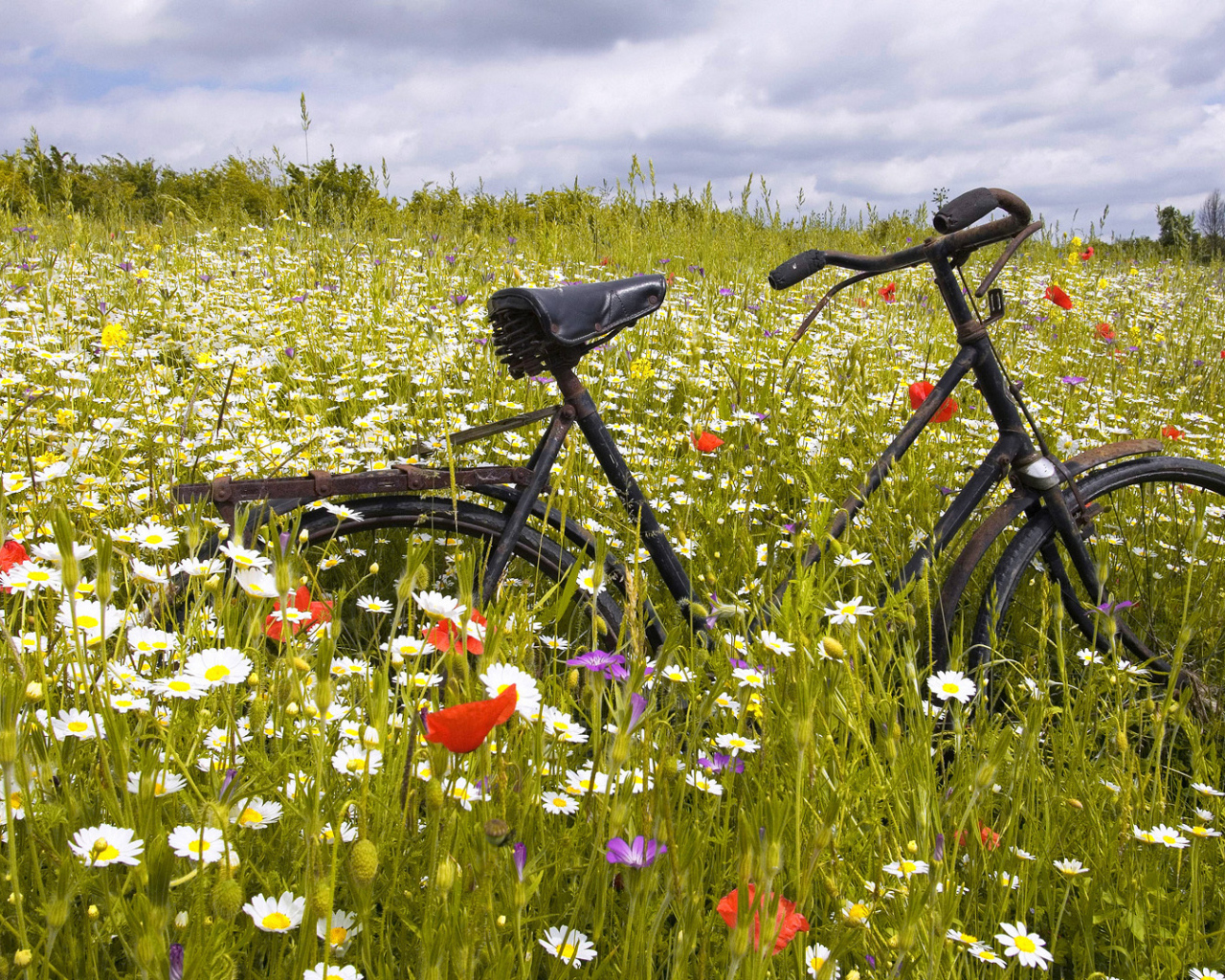 Старый ржавый велосипед