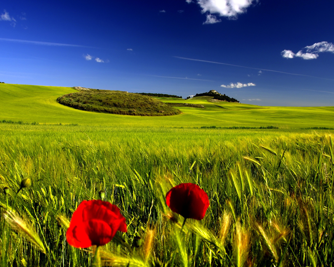 Мак на поле пшеницы