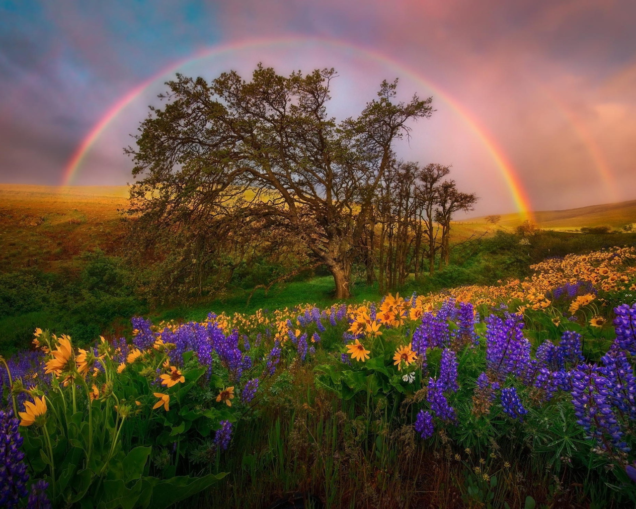 Радуга над полем