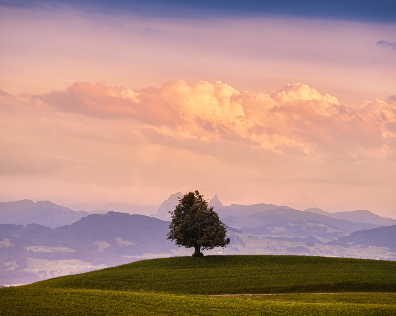 Одинокое дерево на холме