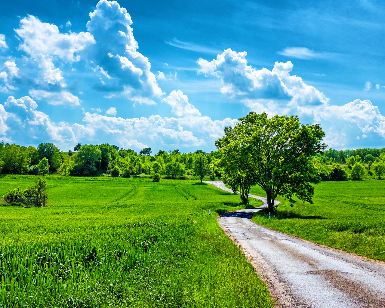 Летний день в поле