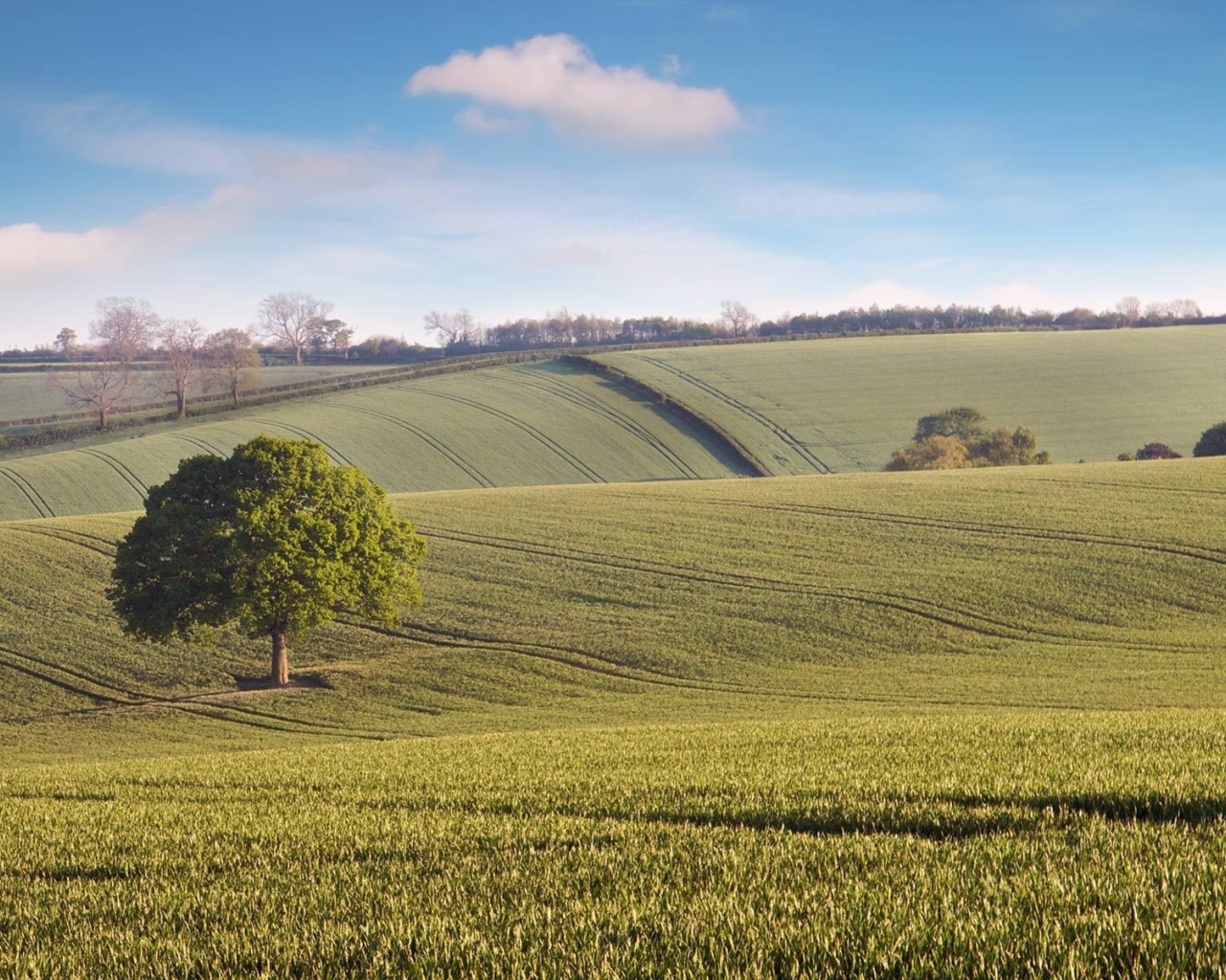 Бескрайние зеленые поля