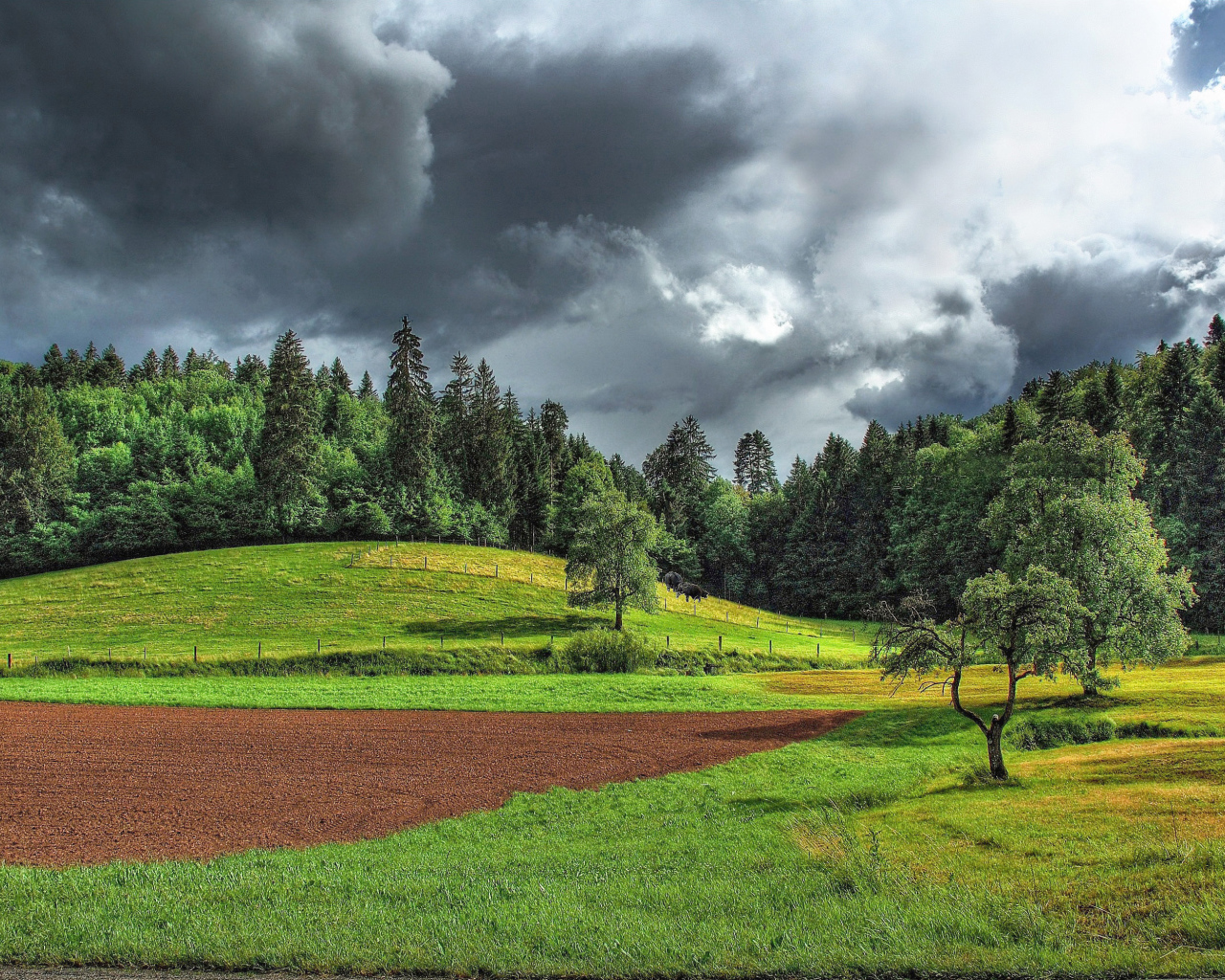 Поле на опушке леса