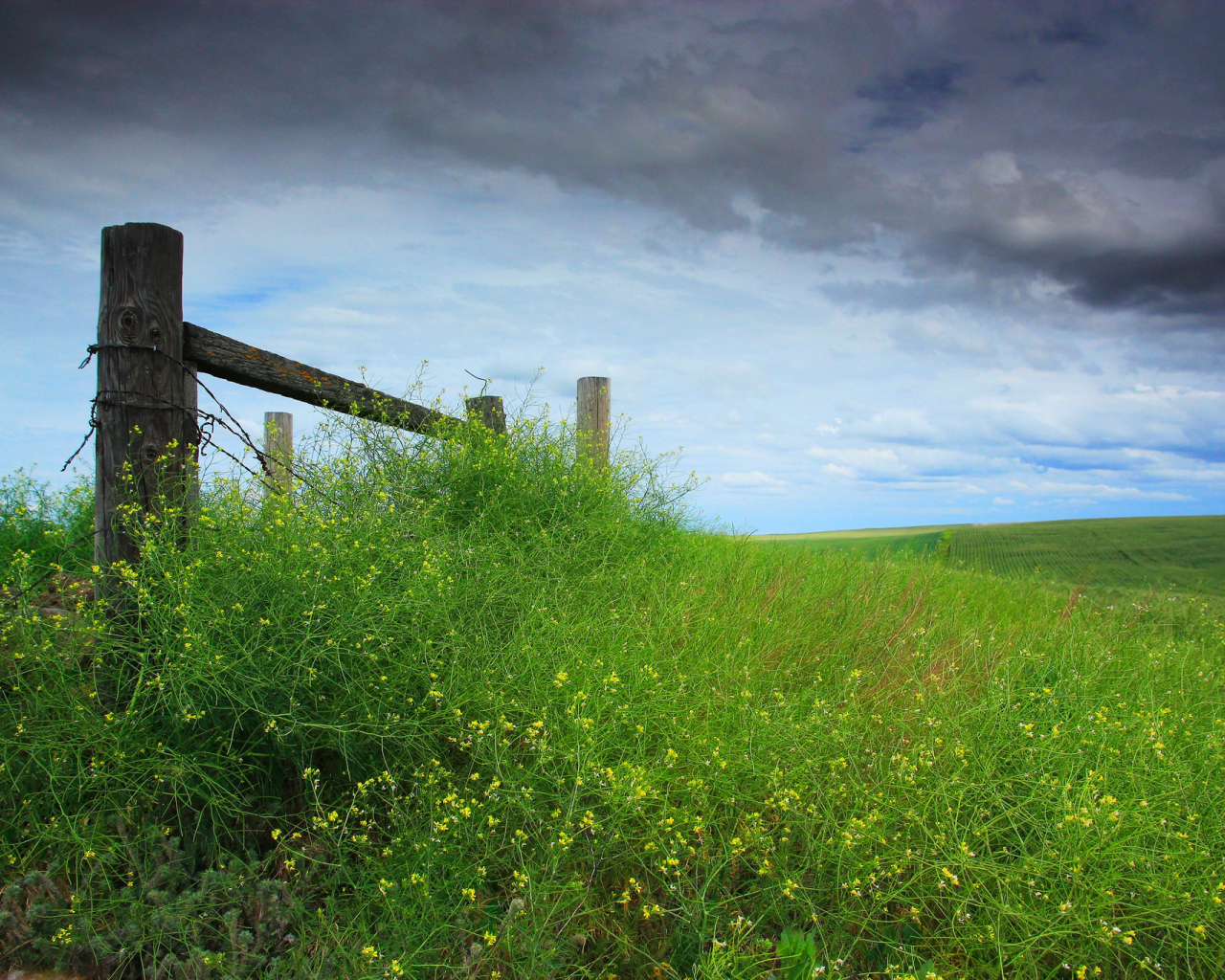 Трава у деревянного забора