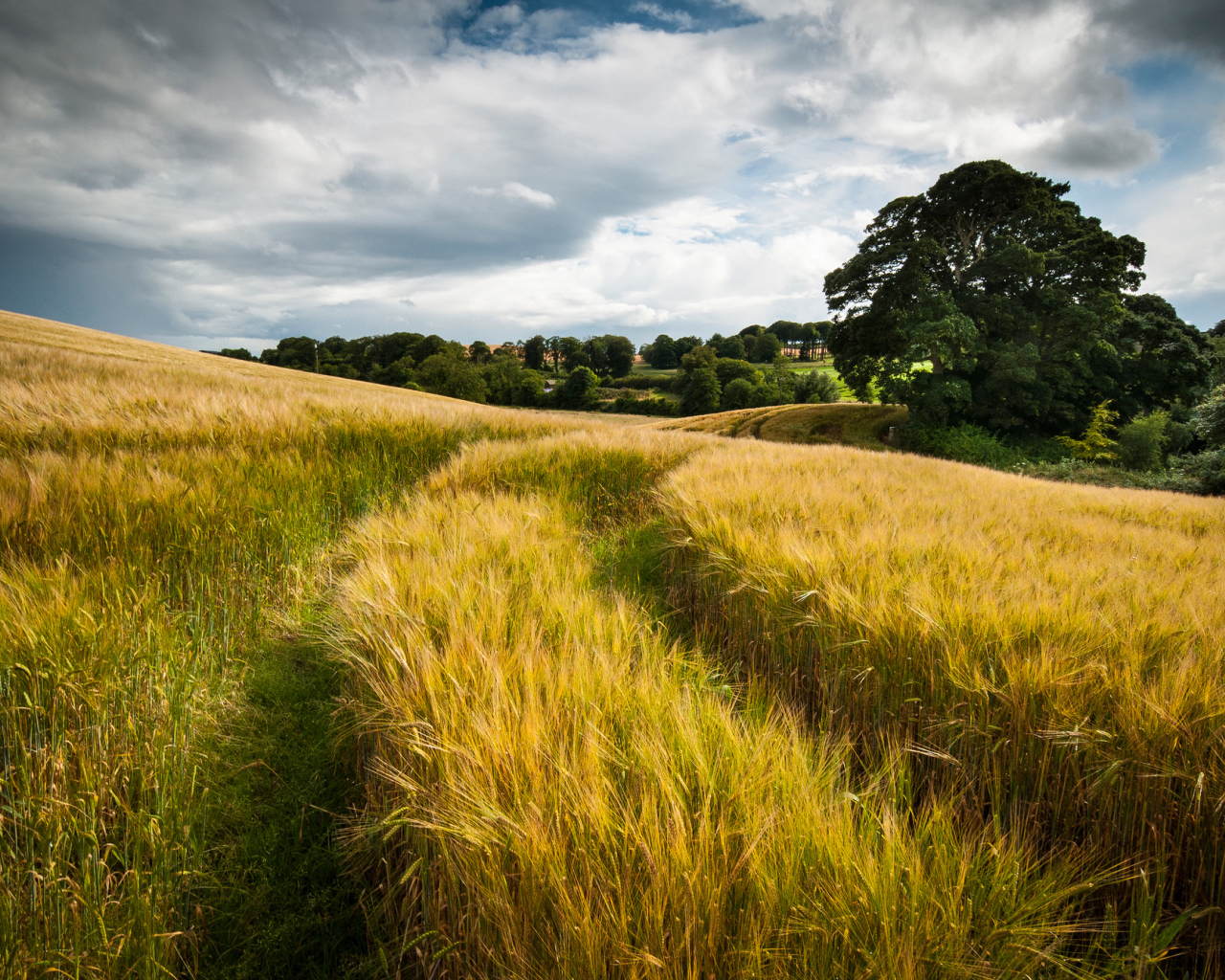 След от автомобиля