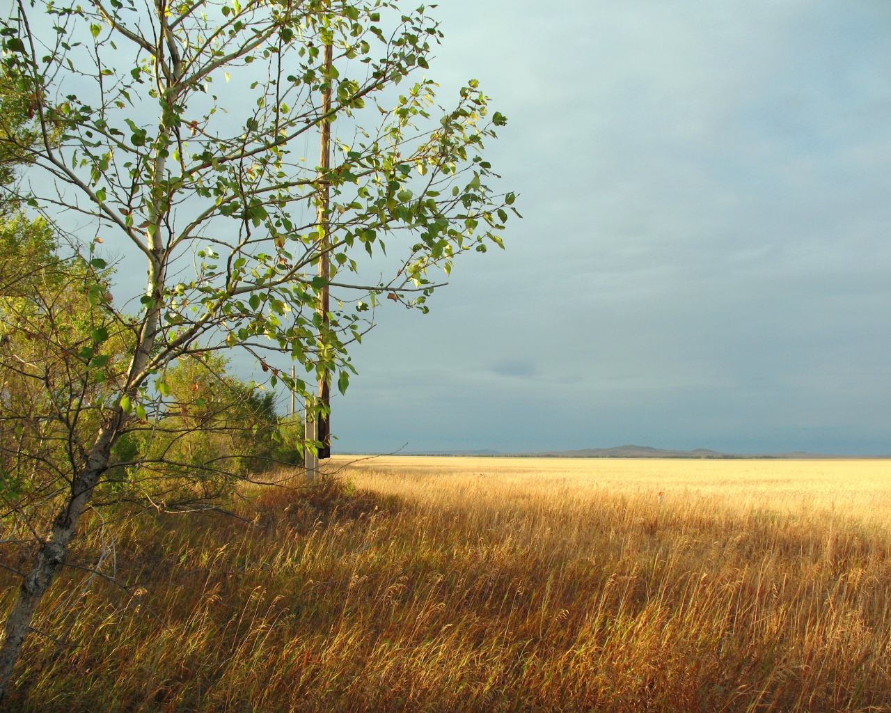 Дерево на краю поля