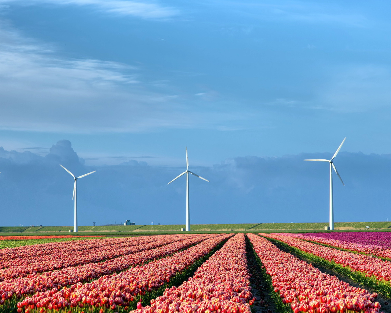 Поле тюльпанов