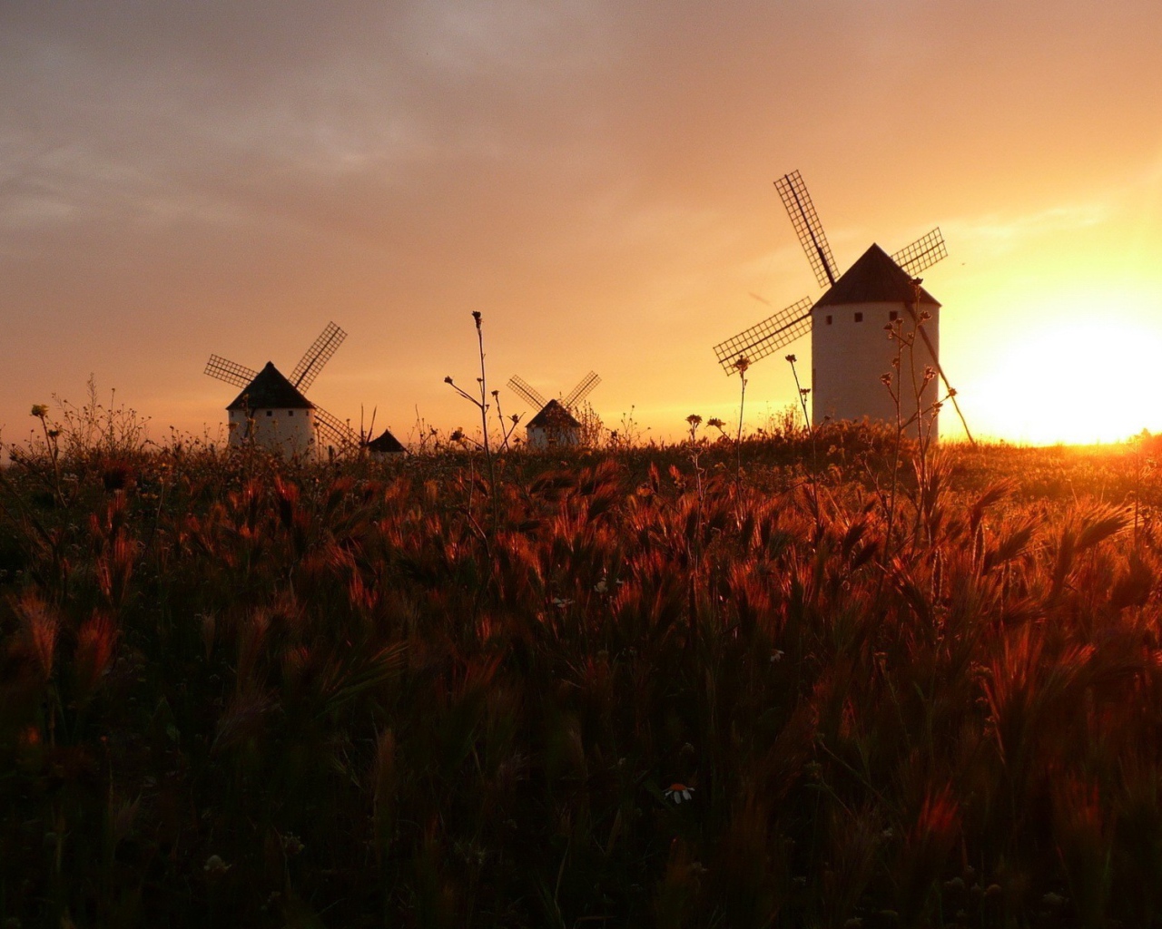 Ветряные мельницы на поле