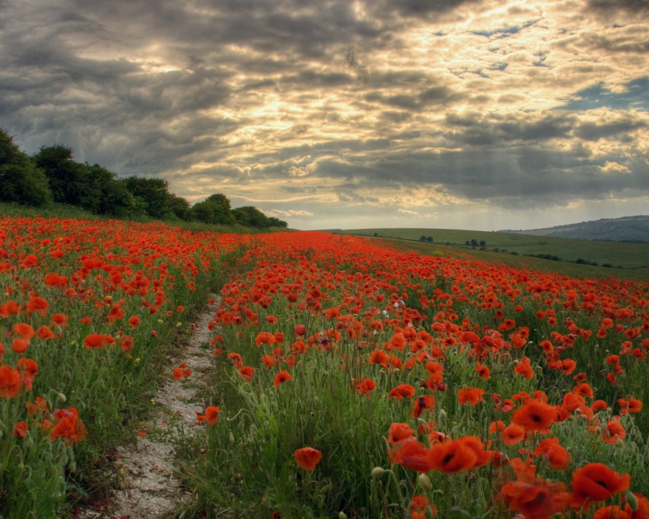 Тропинка через поле мака