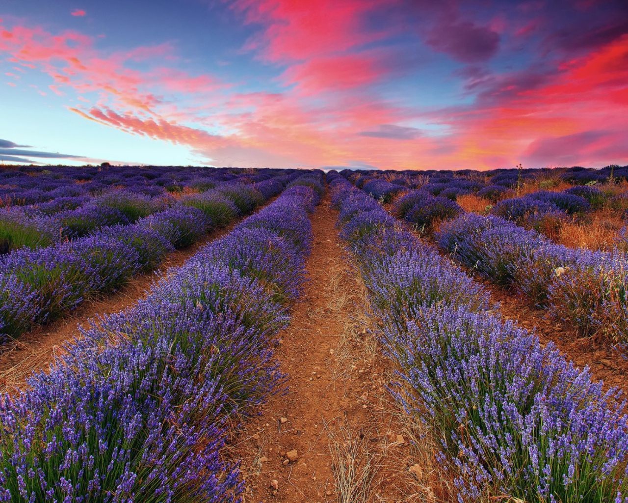 Плантация лаванды