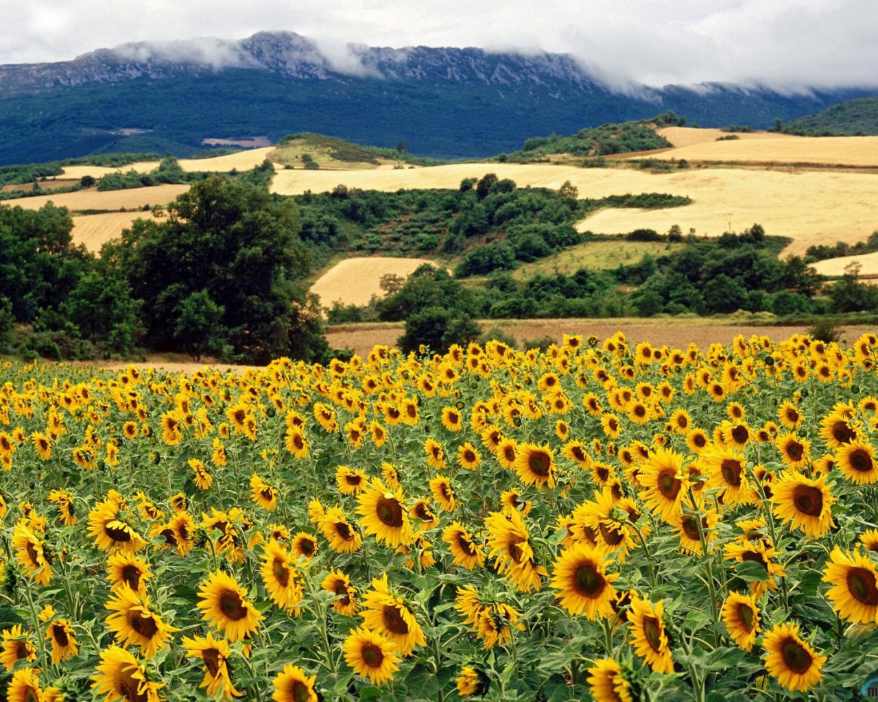 Поле подсолнечника