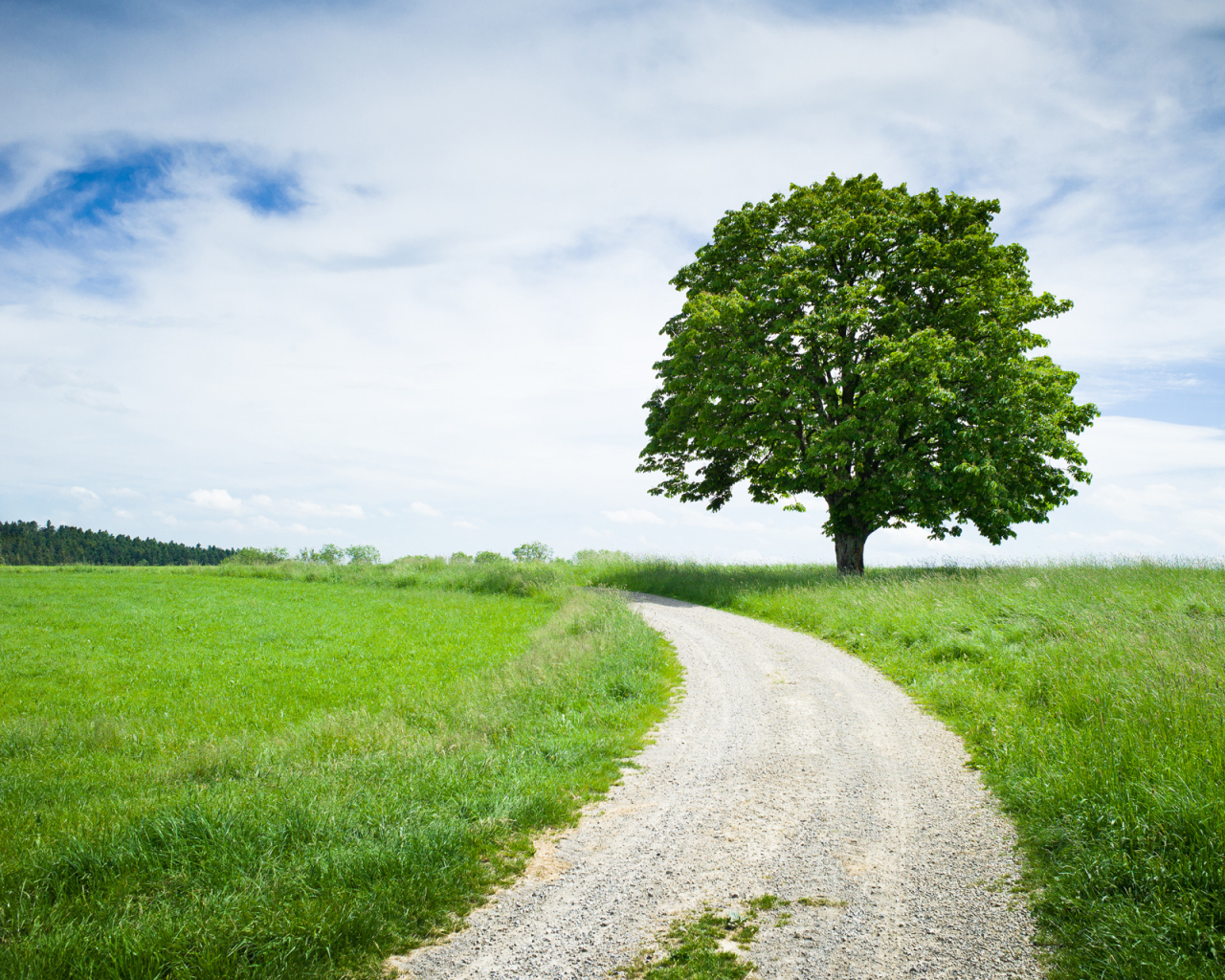 Каштан у дороги