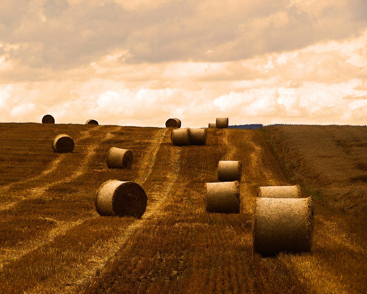 Поле после уборки урожая