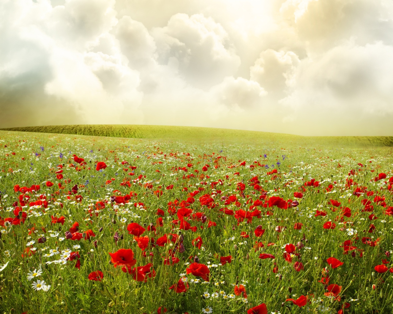 Поле маков с ромашками