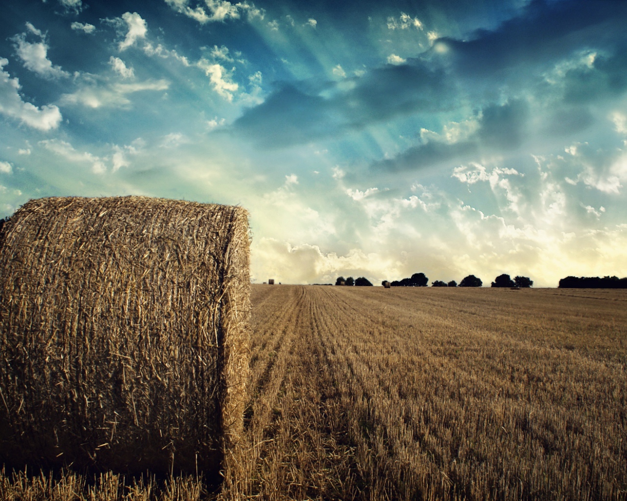 Убранное поле