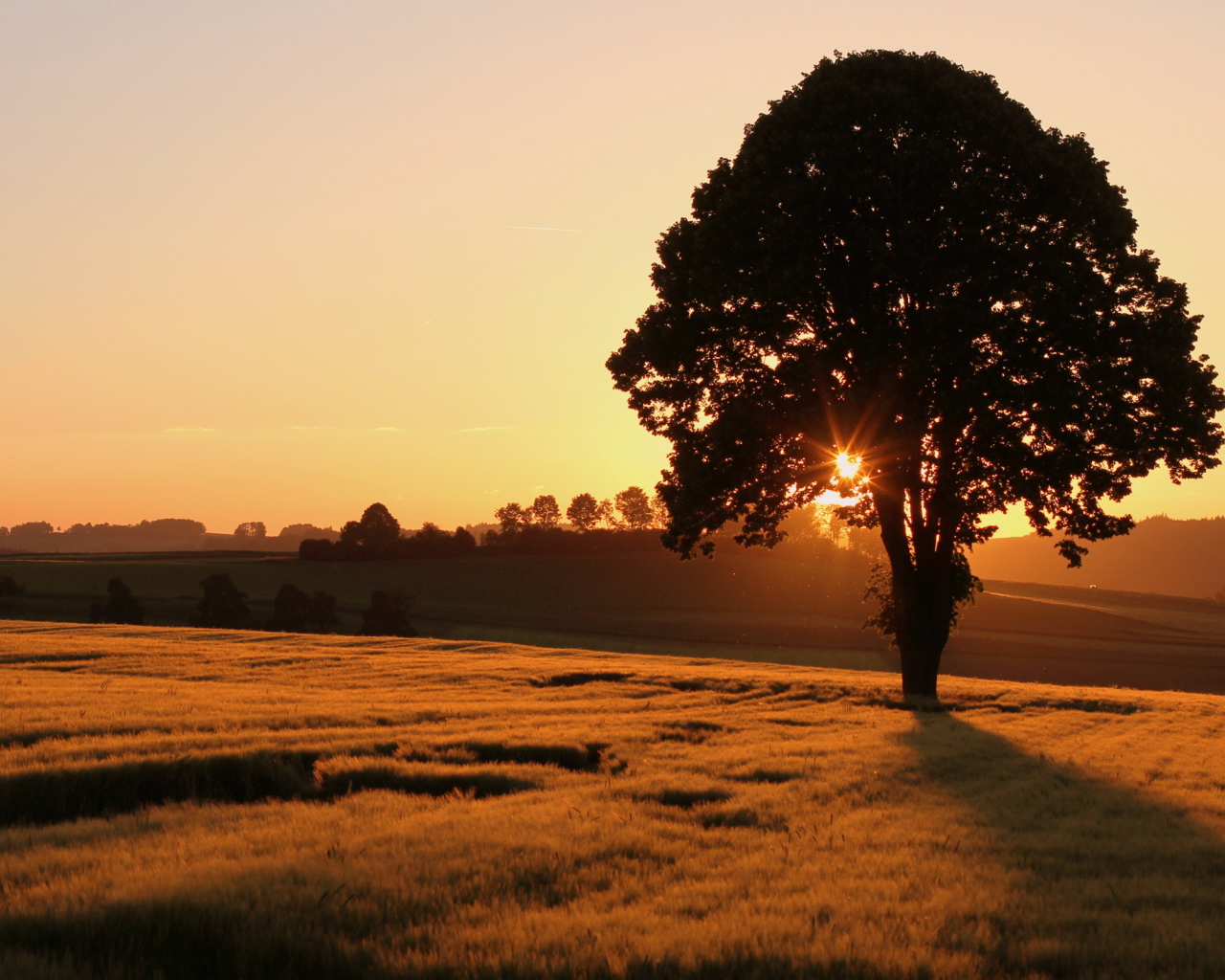 Одинокое дерево на поле