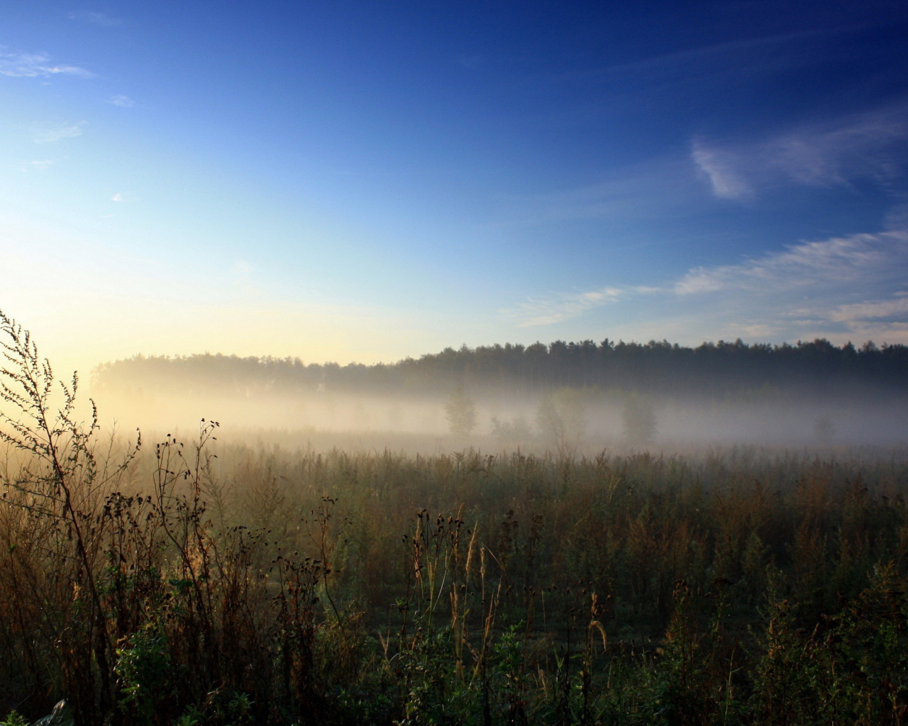 Утренний туман над полем