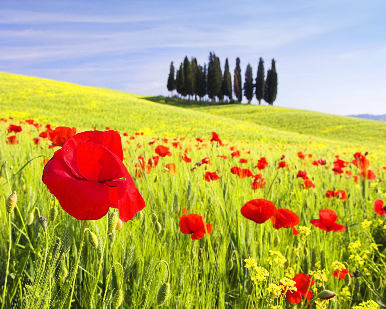 Красные маки на поле